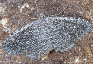Cataclysme riguata