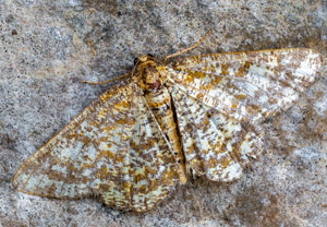 Heliomata glarearia