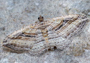 Costaconvexa polygrammata