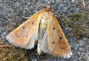 Achyra nudalis, 11.08.2025, Baska