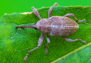 Curculio propinquus, 11.08.2025, Baska