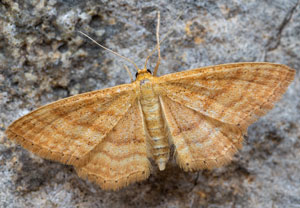 Idaea ochrata