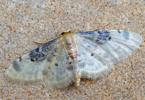 Idaea filicata, 06.08.2025, Baska