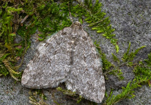 Epirrita dilutata