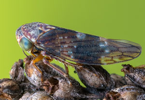 Ribaut-Winkerzikade (Acericerus ribauti), 15.03.2024, Hürth