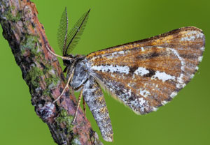 Bupalus piniaria
