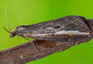 Chesias legatella