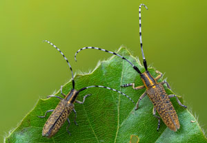 Scheckhorn-Distelbock (Agapanthia villosoviridescens), 17.05.2022, Jülich