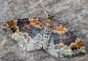 Heller Rostfarben-Blattspanner (Xanthorhoe spadicearia), 18.05.2025, Schleiden