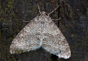 Trichopteryx carpinata