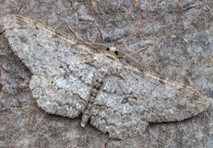 Hypomecis punctinalis