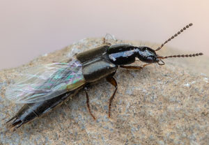 Philonthus concinnus