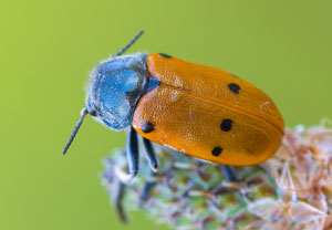 Lachnaia pubescens, 15.06.2013, Sainte-Maxime