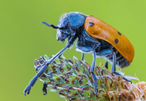 Lachnaia pubescens, 15.06.2013, Sainte-Maxime