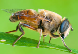 Mistbiene (Eristalis tenax), 10.07.2011, Lahnstein