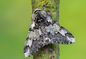 Biston strataria