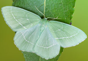 Waldreben-Grünspanner (Hemistola chrysoprasaria), 03.06.2022, Hürth