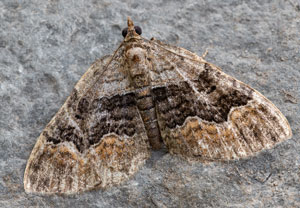 Xanthorhoe quadrifasiata