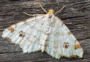 Macaria notata