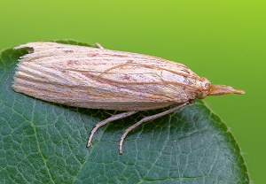 Ematheudes punctella
