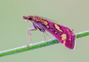 Purpurroter Zünsler (Pyrausta purpuralis), 26.04.2014, Köln-Rodenkirchen