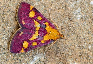 Purpurroter Zünsler (Pyrausta purpuralis), 17.08.2025, Baška