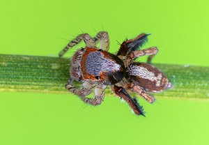 Haarbeinige Pfauenspinne (Saitis barbipes), 07.08.2025, Baška
