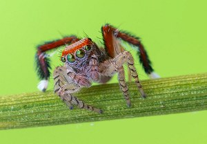 Haarbeinige Pfauenspinne (Saitis barbipes), 07.08.2025, Baška