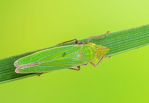 Draeculacephala robinsoni, 17.10.2024, Roses