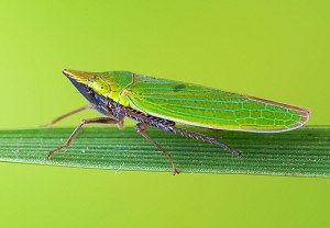 Draeculacephala robinsoni, 17.10.2024, Roses
