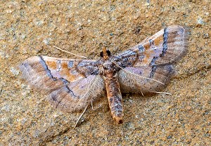 Hydriris ornatalis, 17.08.2025, Baška
