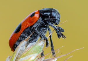 Ameisen-Sackkäfer (Clytra laeviuscula) – Foto 5