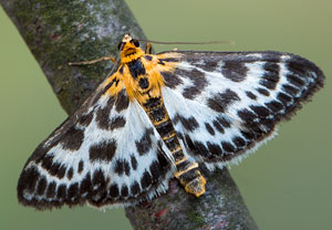Brennnesselzünsler (Anania hortulata) &ndash; Foto 4