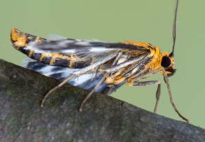 Brennnesselzünsler (Anania hortulata) &ndash; Foto 5