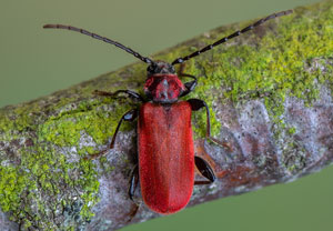 Rothaarbock (Pyrrhidium sanguineum), 21.04.2021, Brühl