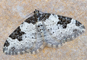 Garten-Blattspanner (Xanthorhoe fluctuata), 28.03.2022, Hürth