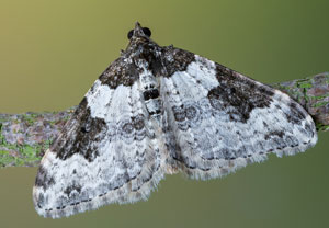 Garten-Blattspanner (Xanthorhoe fluctuata), 14.04.2022, Hürth