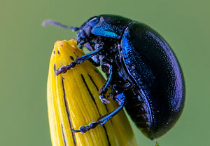 Johanniskraut-Blattkäfer (Chrysolina varians), Wyry