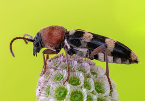 Chlorophorus trifasciatus, 19.07.2023, Baska