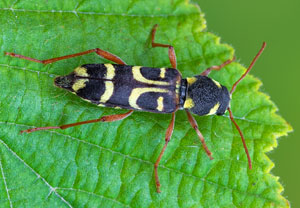 Sauerkirschen-Widderbock (Xylotrechus arvicola), 29.06.2025, Brühl