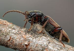 Gemeiner Fichtensplintbock (Tetropium castaneum), 05.06.2021, Niederzissen, Bausenberg