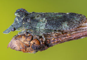 Echte Ohrzikade (Ledra aurita), 12.08.2023, Hürth