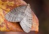 Operophtera brumata
