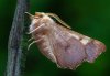 Ennomos fuscantaria